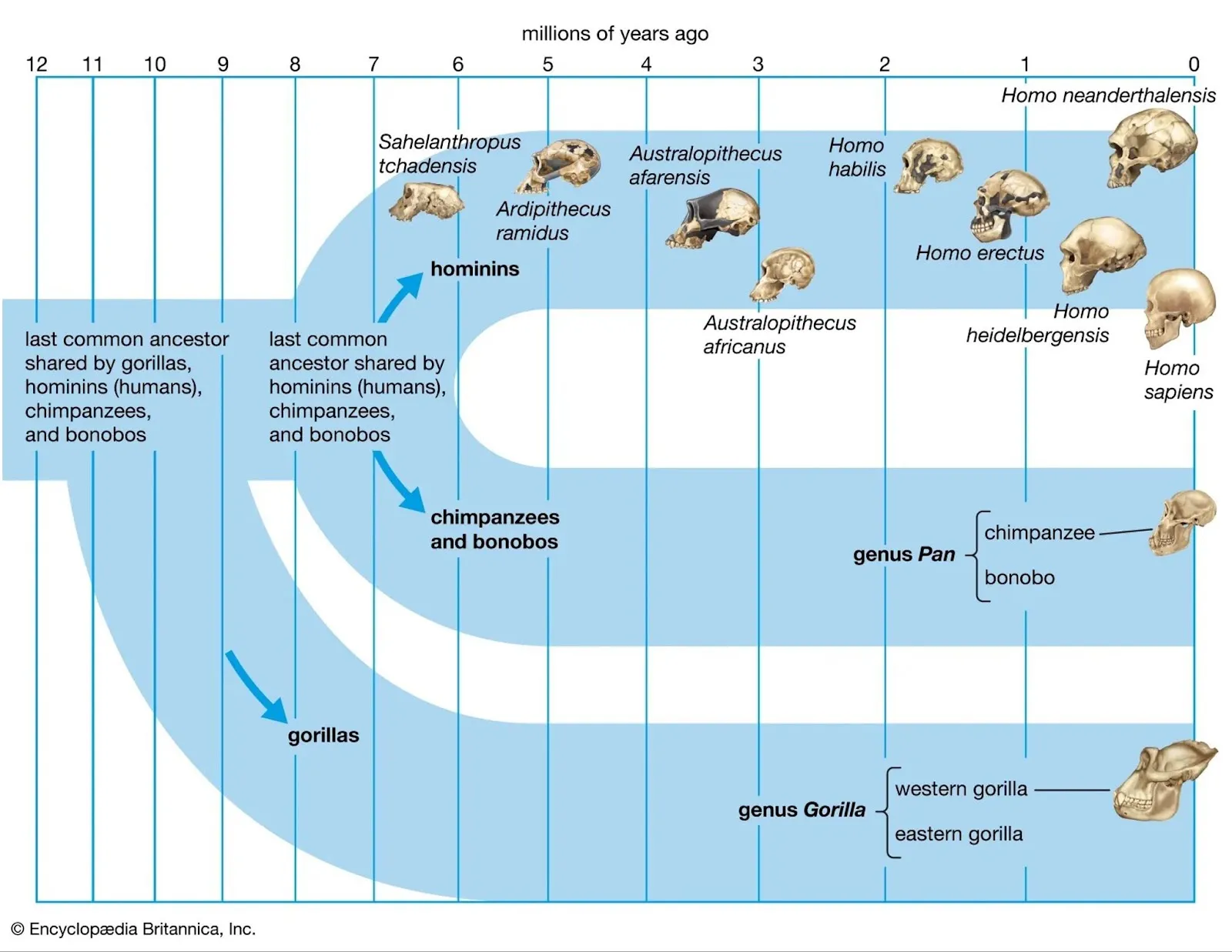 Cronologia strămoșilor omului