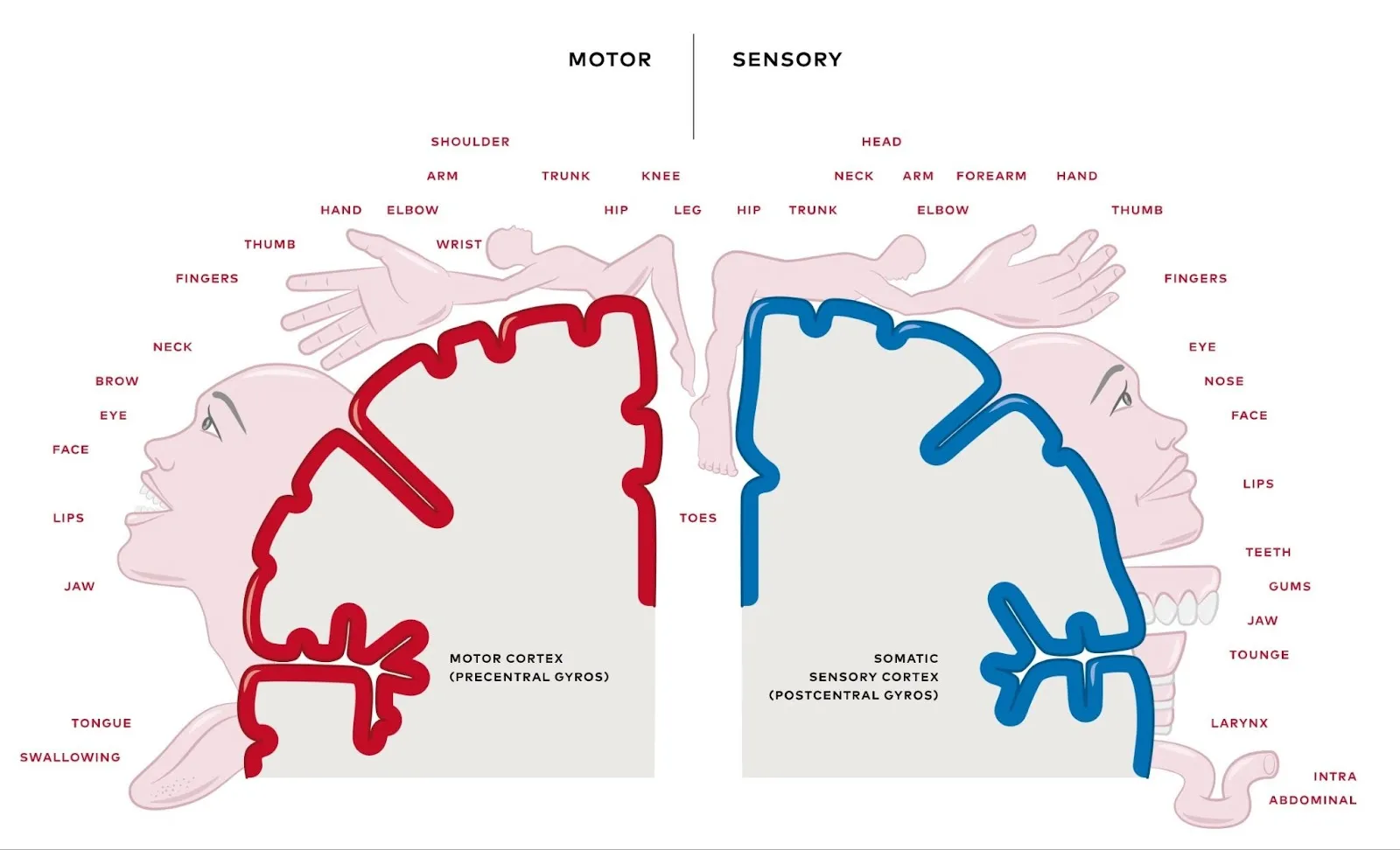 Emisferele creierului uman