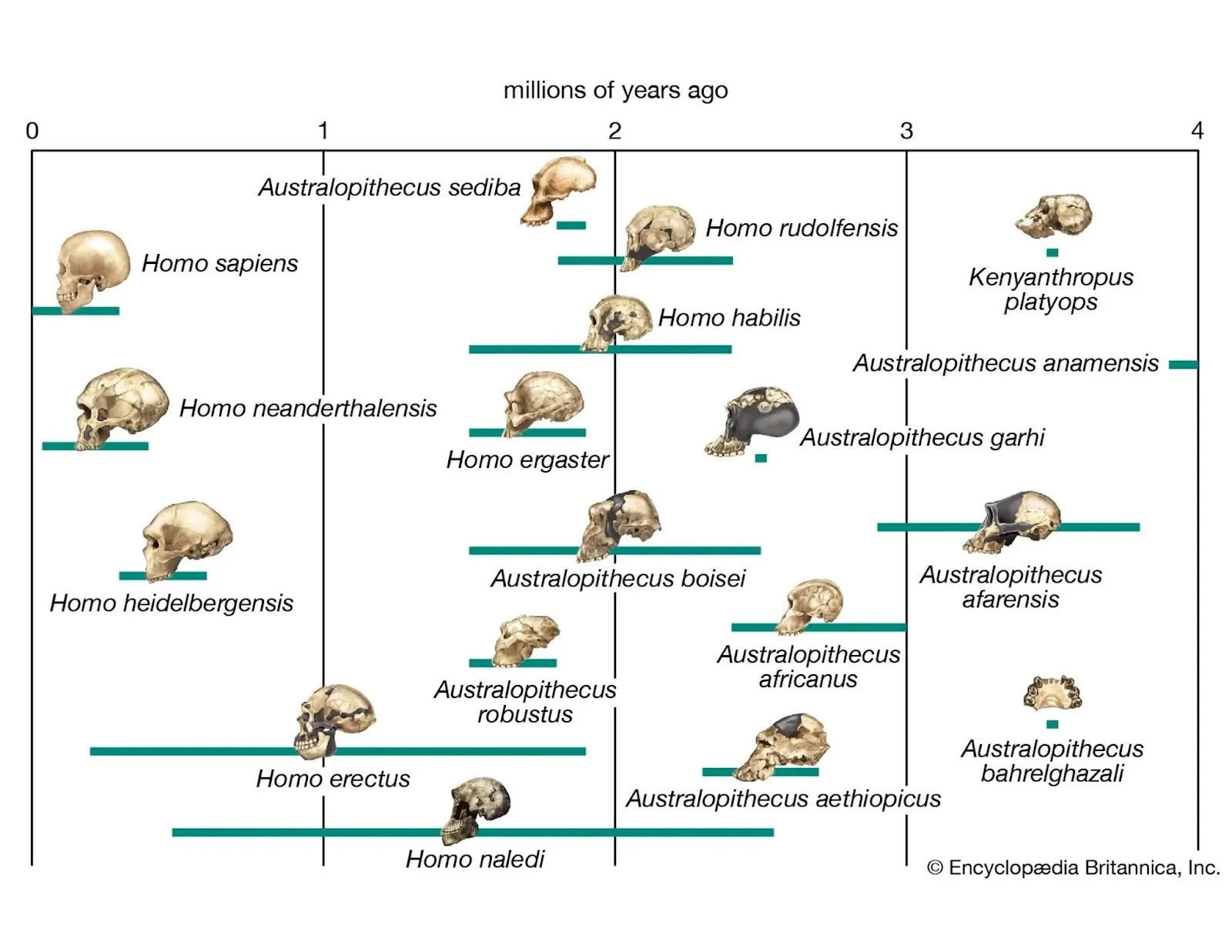 Craniile strămoșilor omului